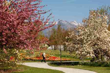 Spomladanska razstava cvetja in tulipanov(11)